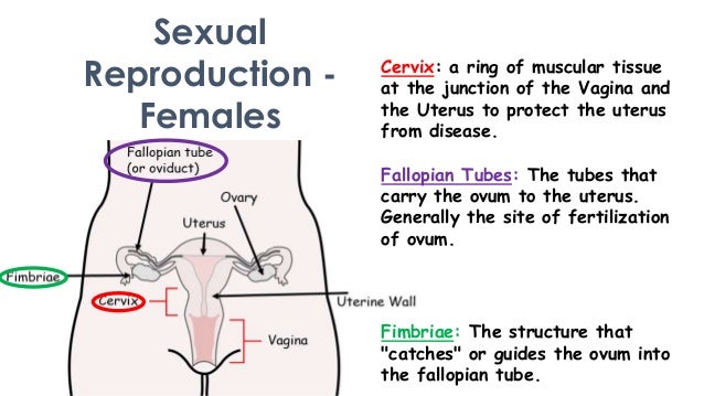 human in picture sexual Human in picture sexual